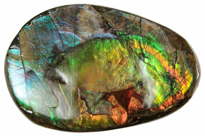 Flashy Ammolite (Fossil Ammonite Shell) - Rainbow Colored #357561